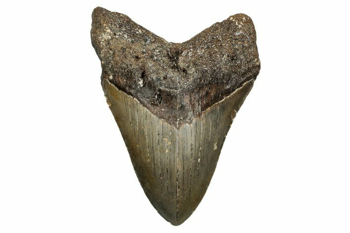 Serrated, Fossil Megalodon Tooth - North Carolina #340870